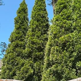 Photo of the plant species Cook's Pine by @HeadWoodvetch65 named Terra on Greg, the plant care app