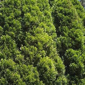 Photo of the plant species Morella Cerifera by @HeadWoodvetch65 named Daphne on Greg, the plant care app