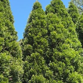 Photo of the plant species Cook's Pine by @HeadWoodvetch65 named Denali on Greg, the plant care app