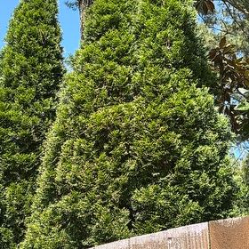 Photo of the plant species Cook's Pine by @HeadWoodvetch65 named Madonna on Greg, the plant care app