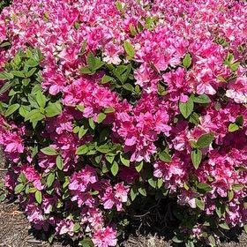 Photo of the plant species Alpenrose by @HeadWoodvetch65 named Darwin on Greg, the plant care app