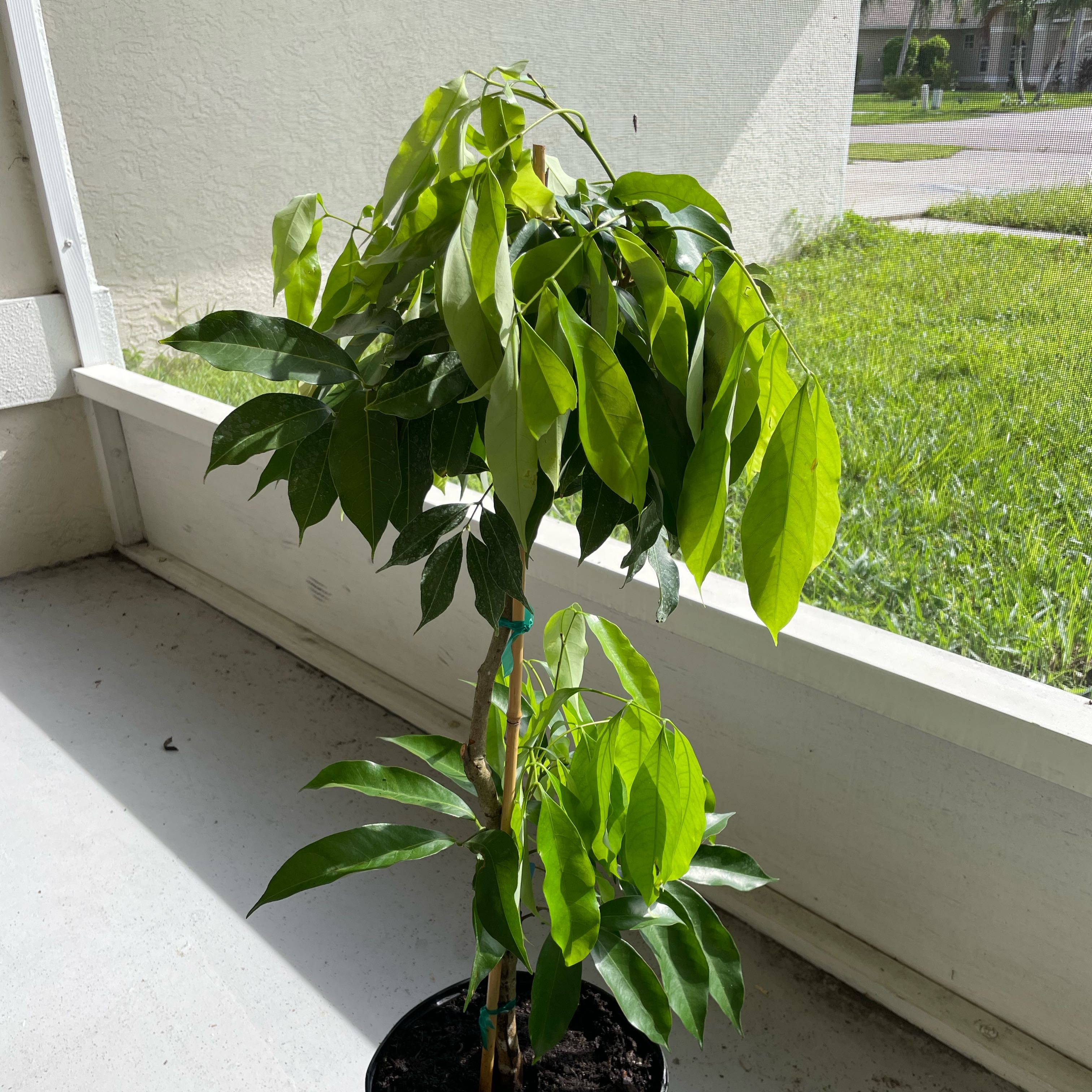 Photo of the plant species Sweetheart Lychee Tree by @AnewPalmgrass78 named Lychee on Greg, the plant care app