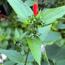 Photo of the plant species Wax Mallow by @CertainBibi48 named Gates on Greg, the plant care app