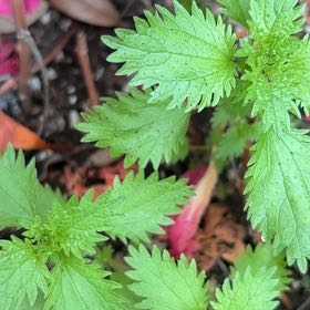 Photo of the plant species Verbena canadensis by @CertainBibi48 named Sol on Greg, the plant care app