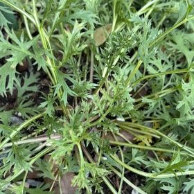 Photo of the plant species Lesser Swinecress by @CertainBibi48 named Coco on Greg, the plant care app