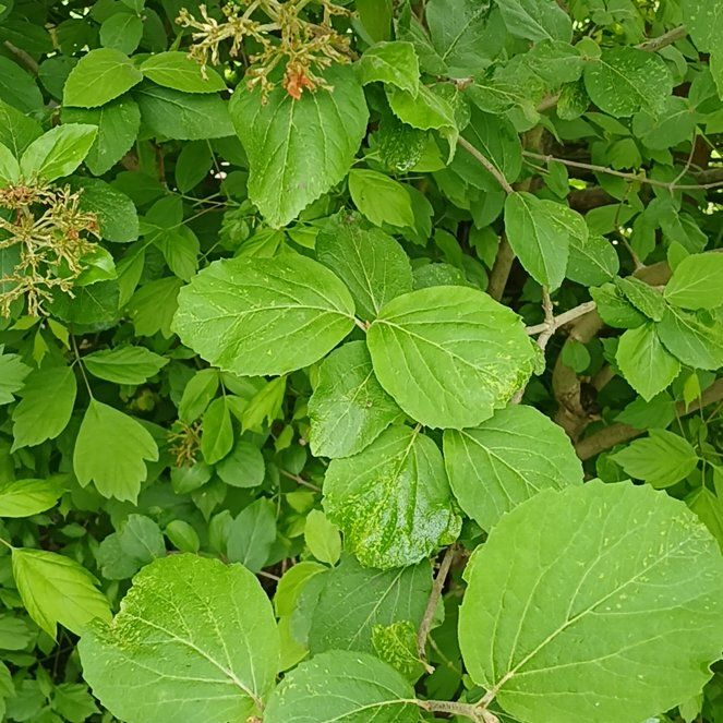 Photo of the plant species Wayfaring Tree Viburnum by @ChicWaiuatua86 named Scarlett on Greg, the plant care app