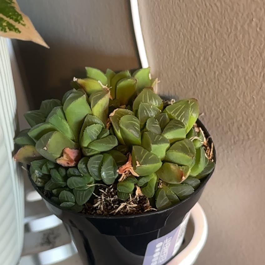 Photo of the plant species Haworthia mirabilis var. mundula by @ChipperCashew2 named Gregarious on Greg, the plant care app