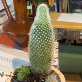 Photo of the plant species Arborescent Prickly Pear by @KeyCoralvine22 named Maya on Greg, the plant care app