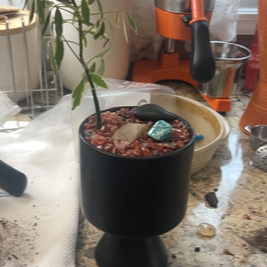 Photo of the plant species Variegated Dwarf Umbrella Tree by @KeyCoralvine22 named Tiny on Greg, the plant care app