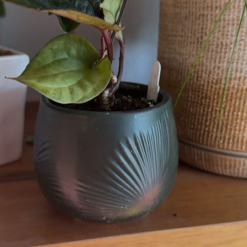 Photo of the plant species Anthurium Radicans x Luxurians by @KeyCoralvine22 named Luxe on Greg, the plant care app