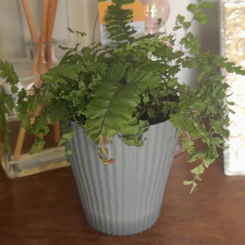 Photo of the plant species Northern Maidenhair Fern by @KeyCoralvine22 named Nemo on Greg, the plant care app