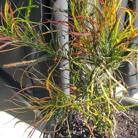 Photo of the plant species Picassos Paintbrush by @PotentCoralreef named Susie222yy4 on Greg, the plant care app
