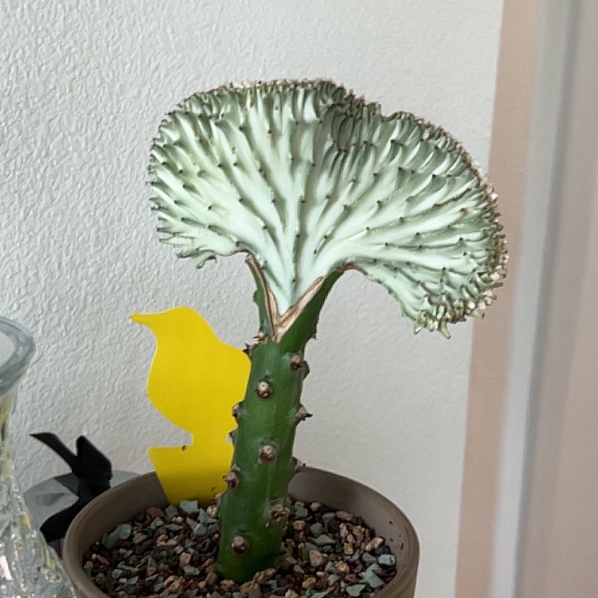 Photo of the plant species Coral Cactus by @StoutFuchsia51 named Tolkien on Greg, the plant care app