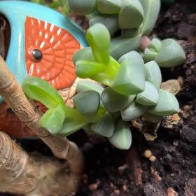 Photo of the plant species Astridia velutina by @MerryHardpine16 named Robert Plant on Greg, the plant care app