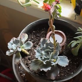 Photo of the plant species Echeveria Shaviana Pink Frills by @MerryHardpine16 named Harry on Greg, the plant care app