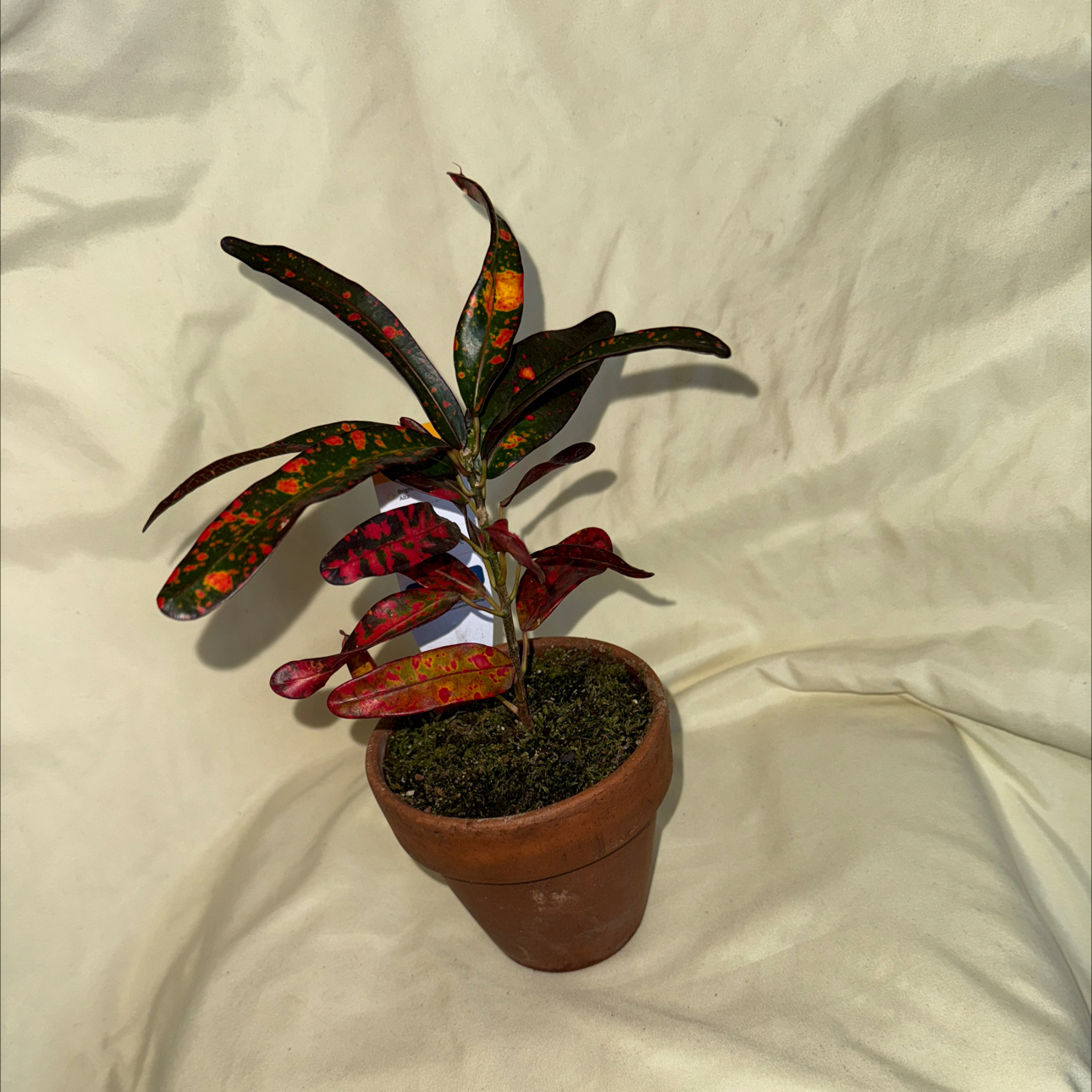 Photo of the plant species Batik Croton by @WinBacchus44 named Patches on Greg, the plant care app