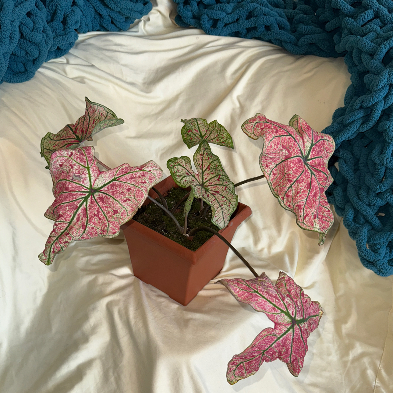 Photo of the plant species Caladium Heart to Heart® Splash of Wine by @WinBacchus44 named Ohana on Greg, the plant care app