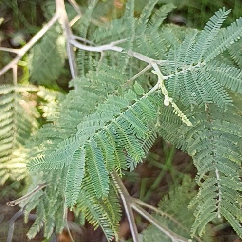 Photo of the plant species Silver Wattle by @SpunkyJicaro87 named Prince on Greg, the plant care app