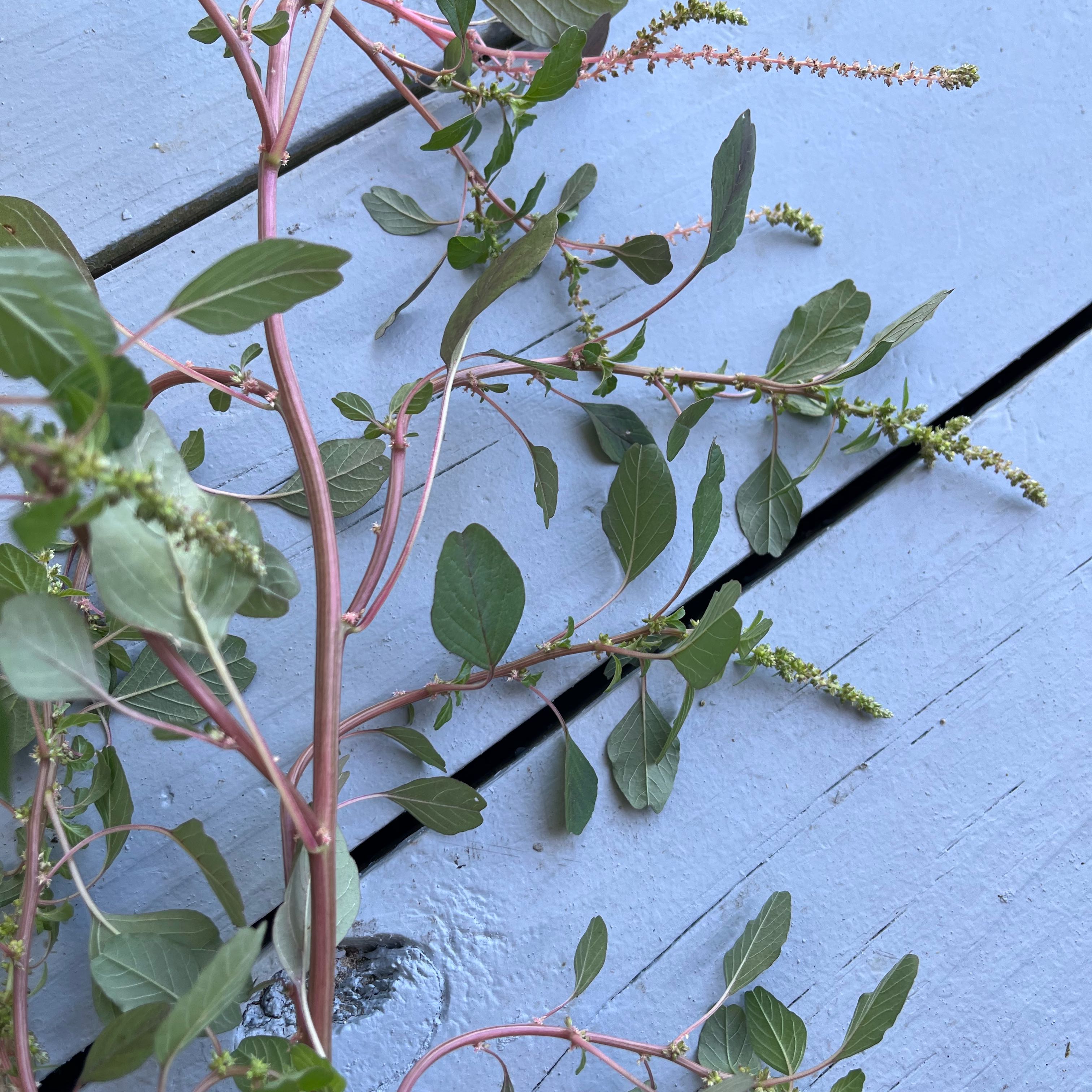 Photo of the plant species Virginia Sweetspire by @HandyEdelweiss named Marilyn on Greg, the plant care app