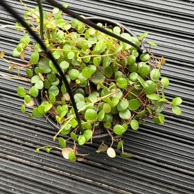 Photo of the plant species String of Turtles by @FitStaraloe25 named Bella on Greg, the plant care app