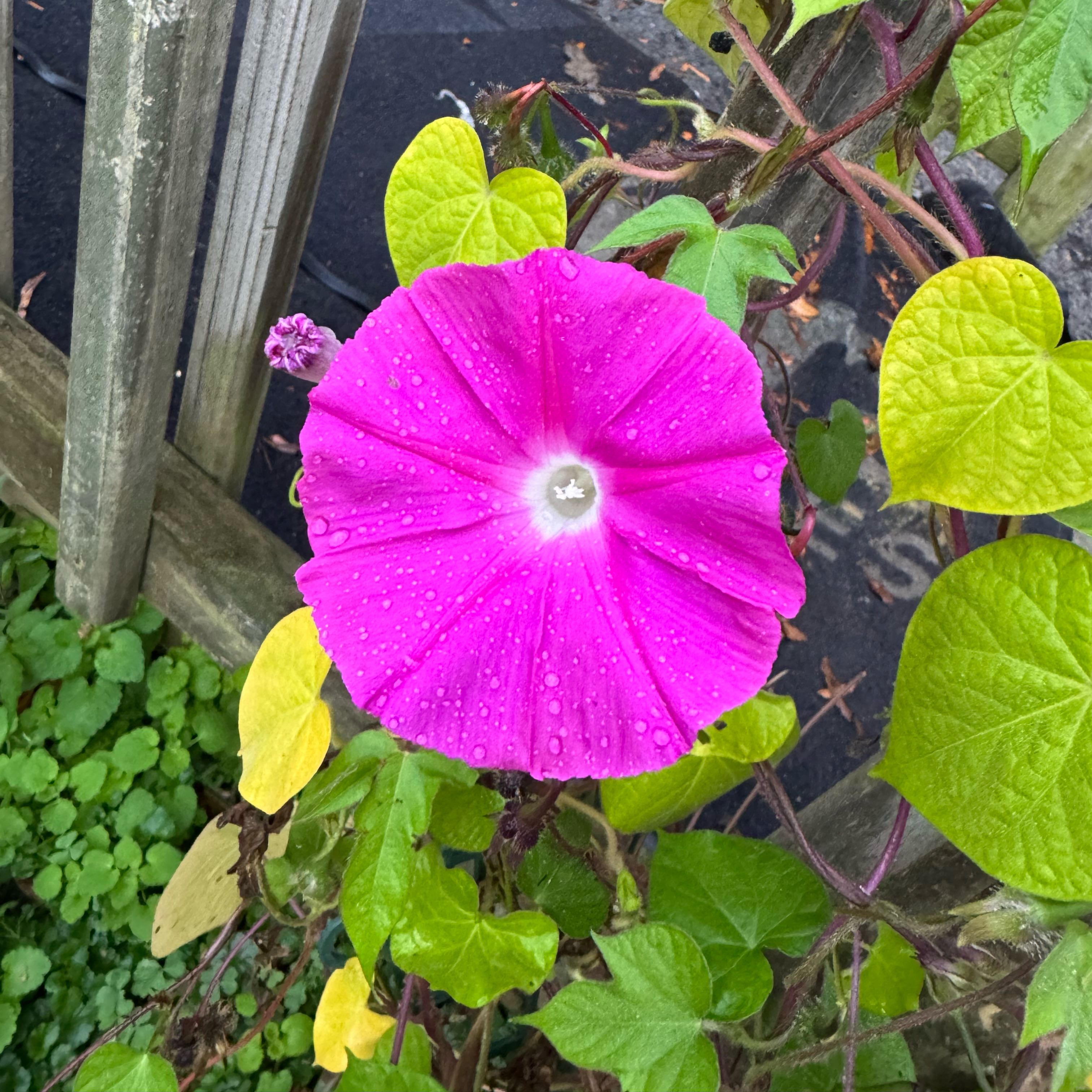 Photo of the plant species Oceanblue Morning-Glory by @CrazyplantLady_ named Morning on Greg, the plant care app