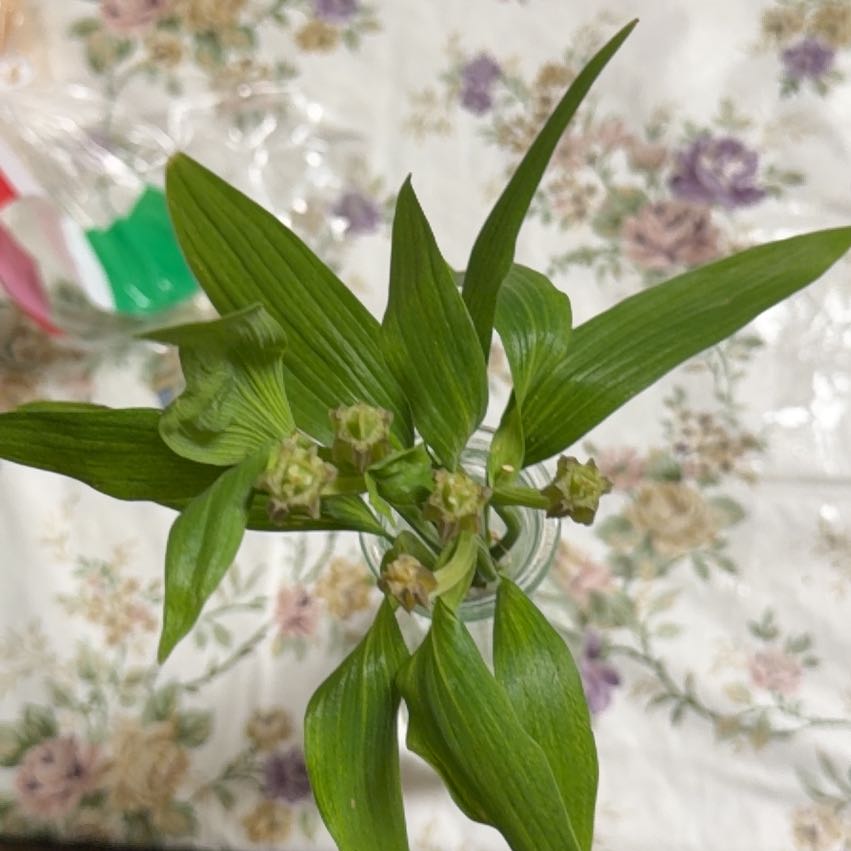 Photo of the plant species Broad Helleborine by @CalmBlueash29 named Sir Plancelot on Greg, the plant care app