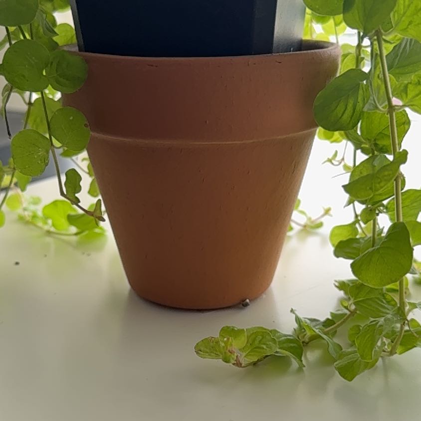 Photo of the plant species Goldilocks Plant by @PrimeFanmoss72 named Gerburt on Greg, the plant care app