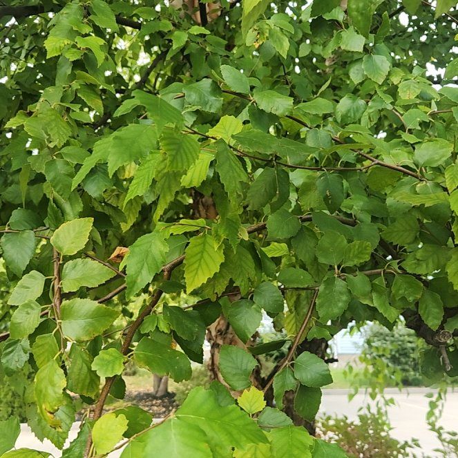 Photo of the plant species River Birch by @ActiveCacto17 named Madonna on Greg, the plant care app