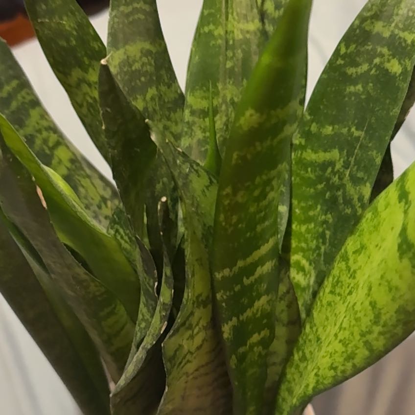 Photo of the plant species Ceylon Bowstring Hemp by @DaintyPuka76 named Sir Plancelot on Greg, the plant care app