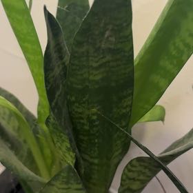 Photo of the plant species Ceylon Bowstring Hemp by @DaintyPuka76 named Sahara on Greg, the plant care app