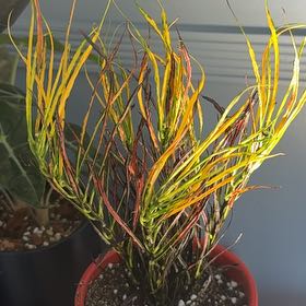 Photo of the plant species Picasso's Paintbrush by @WillSuncup73 named Treeyoncé on Greg, the plant care app