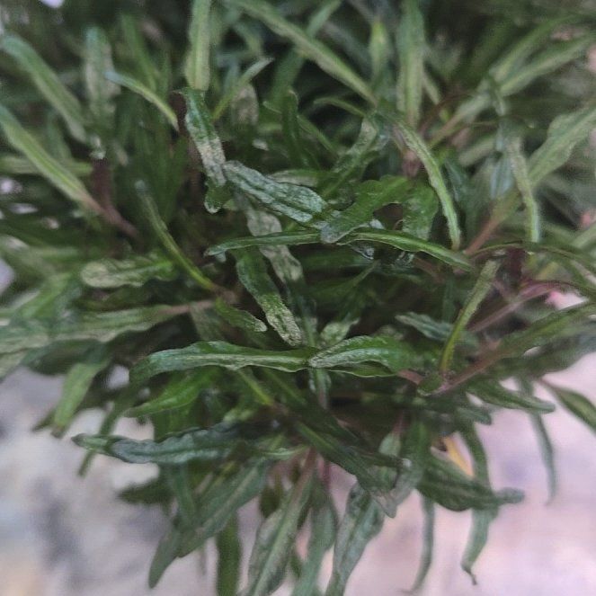 Photo of the plant species Dragon Tongue Bush Bean by @DearHoya63 named Homer on Greg, the plant care app
