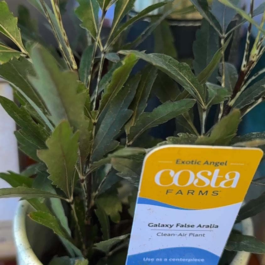 Photo of the plant species Mespilus germanica by @LightOrchids19 named Raina on Greg, the plant care app