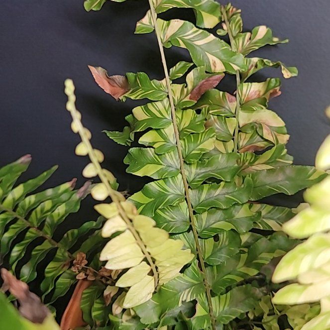 Photo of the plant species Tiger Fern by @AliveSoFar named Tiger on Greg, the plant care app