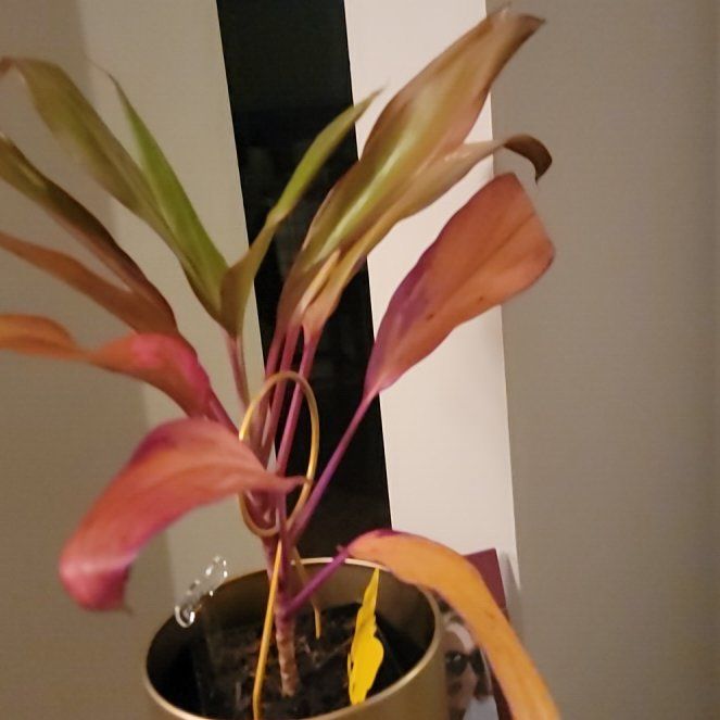 Photo of the plant species Cordyline 'Maria' by @AliveSoFar named Harry on Greg, the plant care app