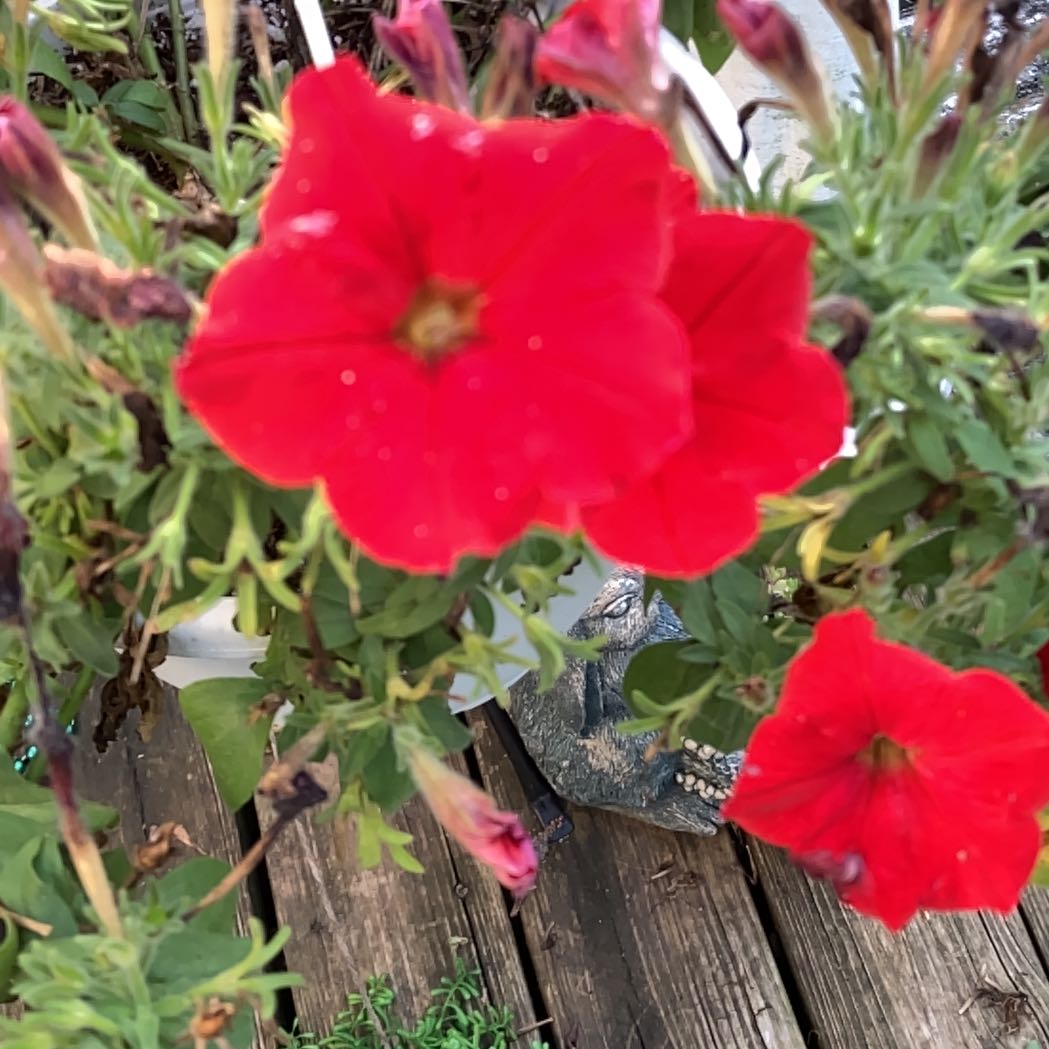Photo of the plant species Petunia by @HardyAvocado30 named Delilah on Greg, the plant care app