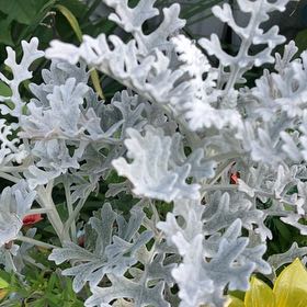 Photo of the plant species Silver Ragwort by @HardyAvocado30 named Demi on Greg, the plant care app