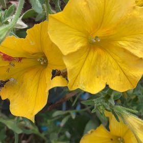 Photo of the plant species Petunia by @HardyAvocado30 named Mochi on Greg, the plant care app