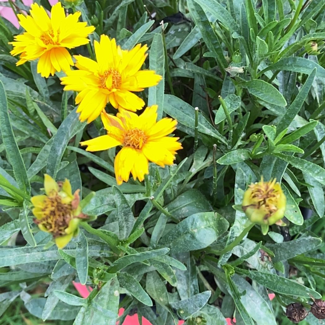 Photo of the plant species Lanceleaf Tickseed by @HardyAvocado30 named Kardashian on Greg, the plant care app