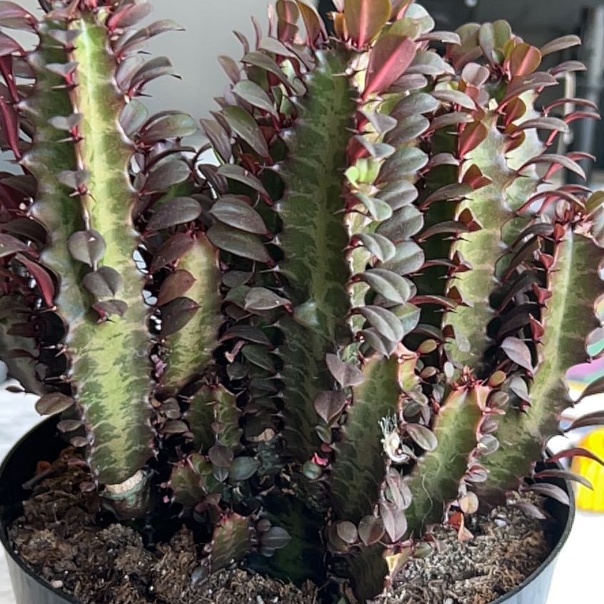 Photo of the plant species Royal Red African Milk Tree by @LeadingRedwood named Michelle Branch on Greg, the plant care app