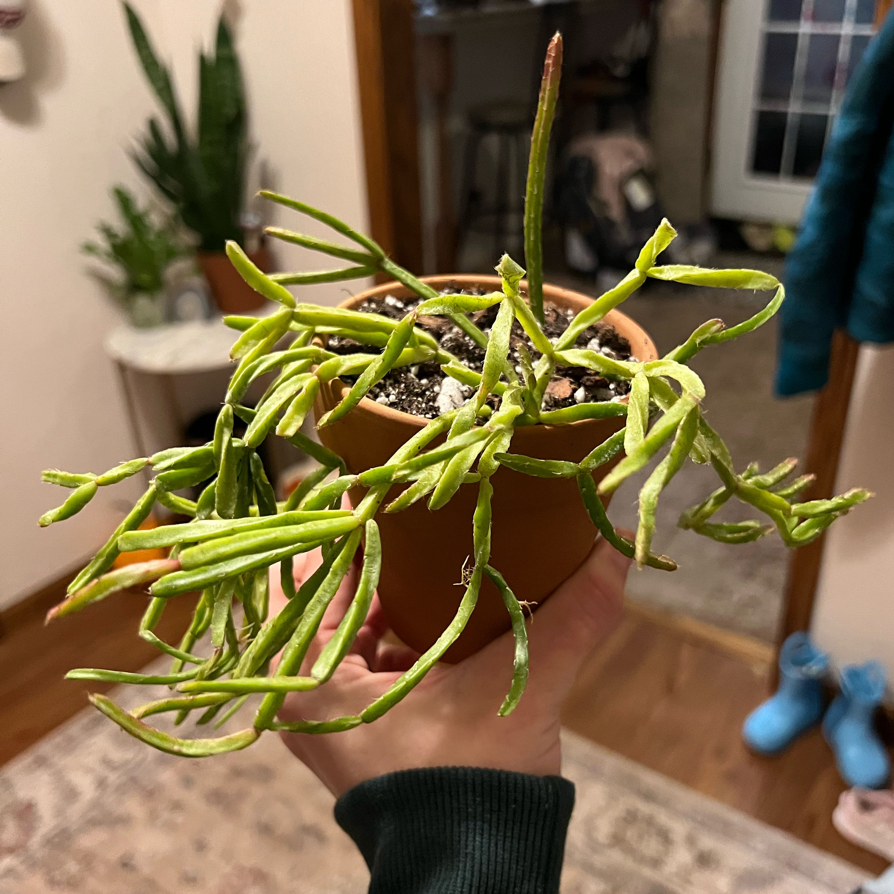 Photo of the plant species Mistletoe Cactus by @KaylaRPlants named Layla on Greg, the plant care app