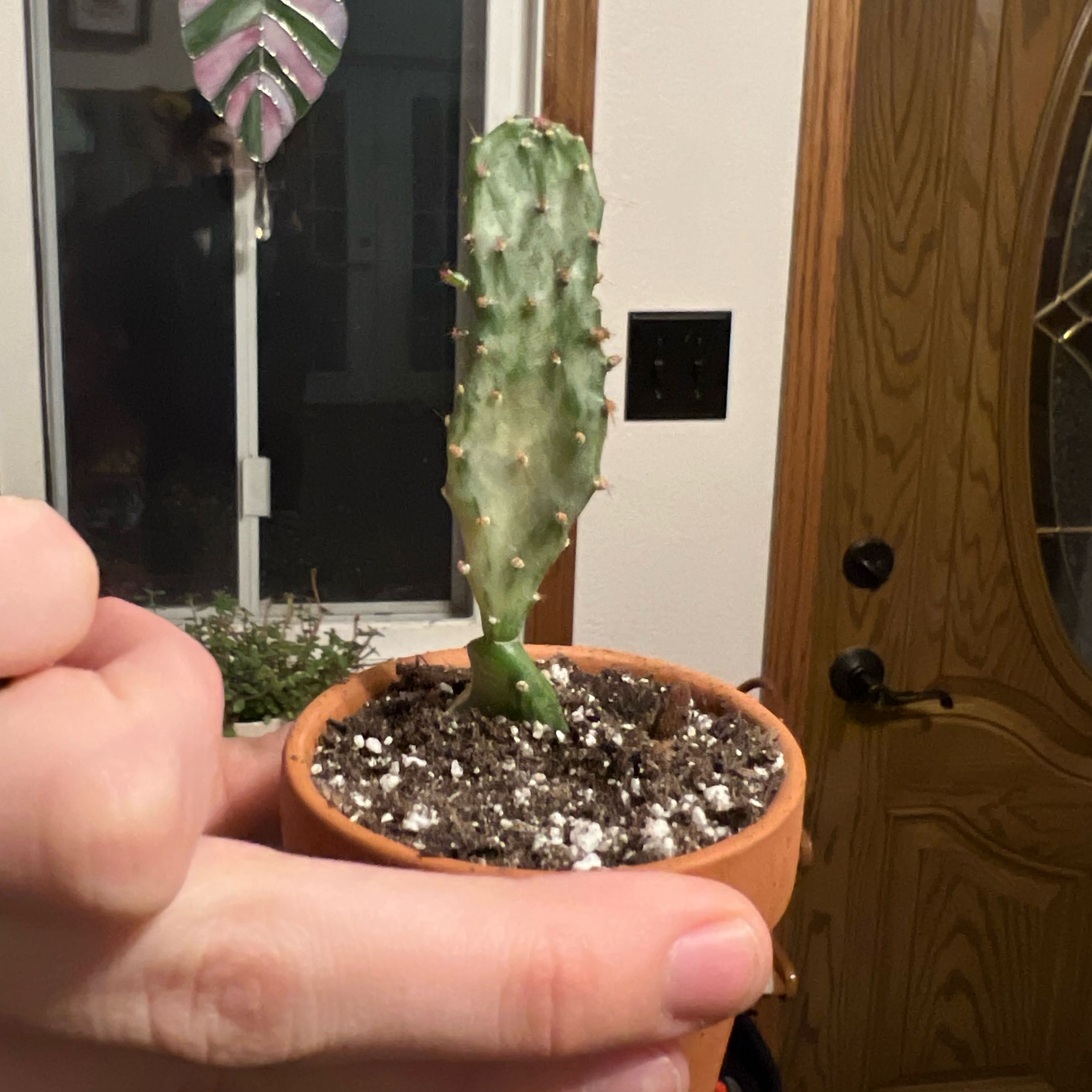Photo of the plant species Marbled Maverick Cactus by @KaylaRPlants named Miranda on Greg, the plant care app