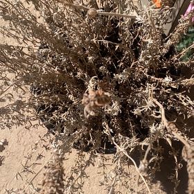 Photo of the plant species Lavandula Pedunculata by @SpeedyChia57 named Girlfrond on Greg, the plant care app