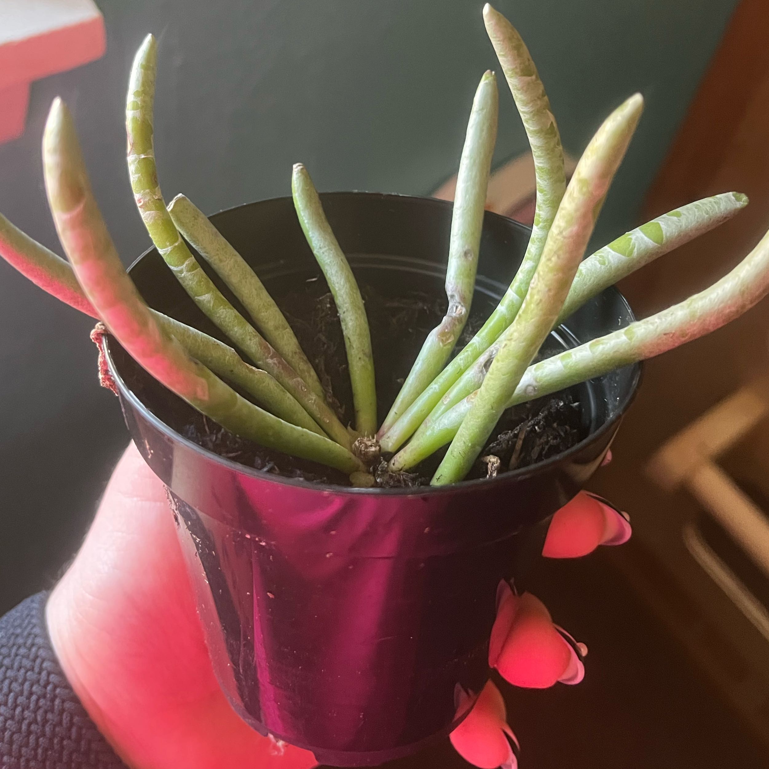 Photo of the plant species Woolly Senecio by @WiredGrapeivy57 named Snakey on Greg, the plant care app