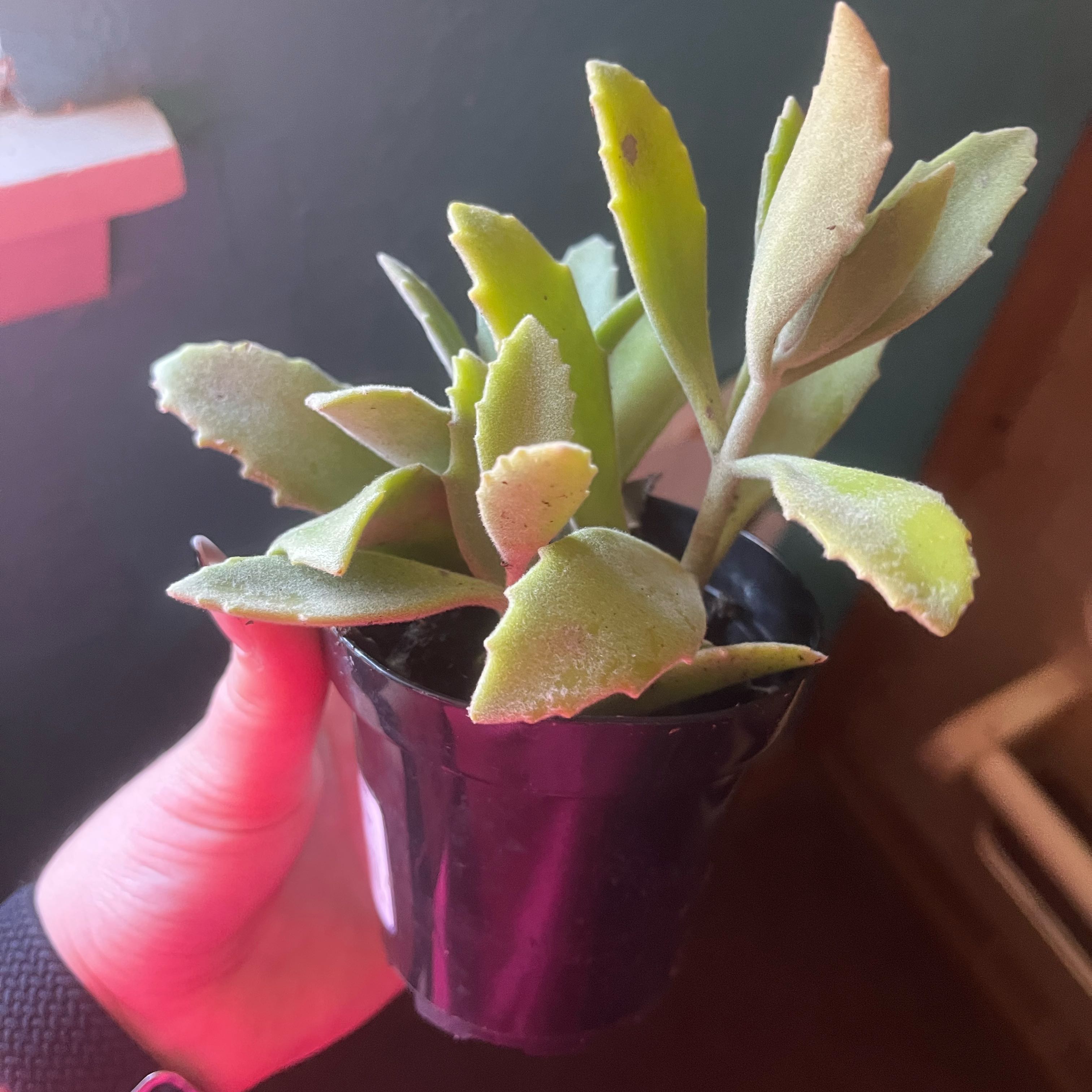 Photo of the plant species Kalanchoe 'Behartii' by @WiredGrapeivy57 named Delilah on Greg, the plant care app