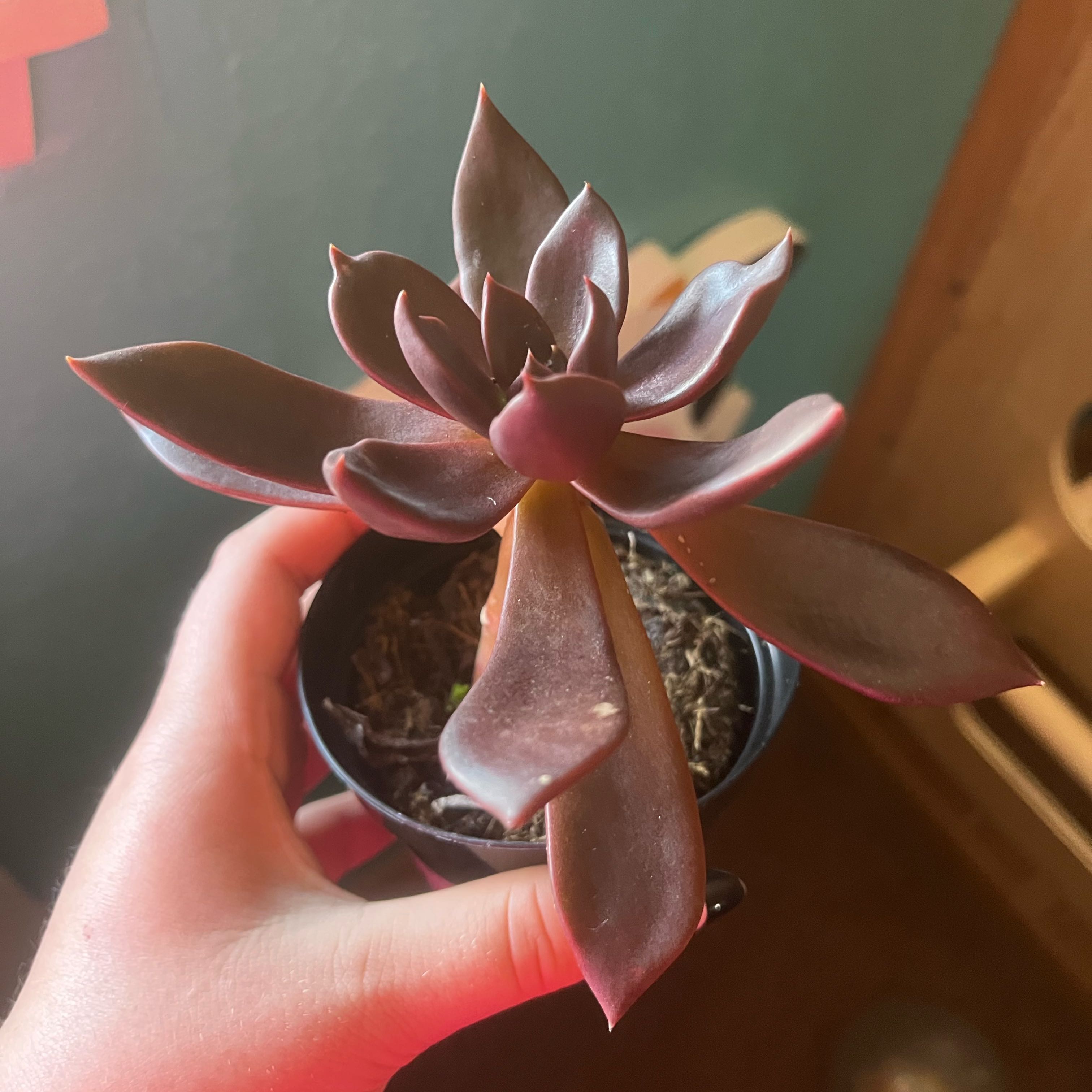 Photo of the plant species Black Prince by @WiredGrapeivy57 named Violet on Greg, the plant care app