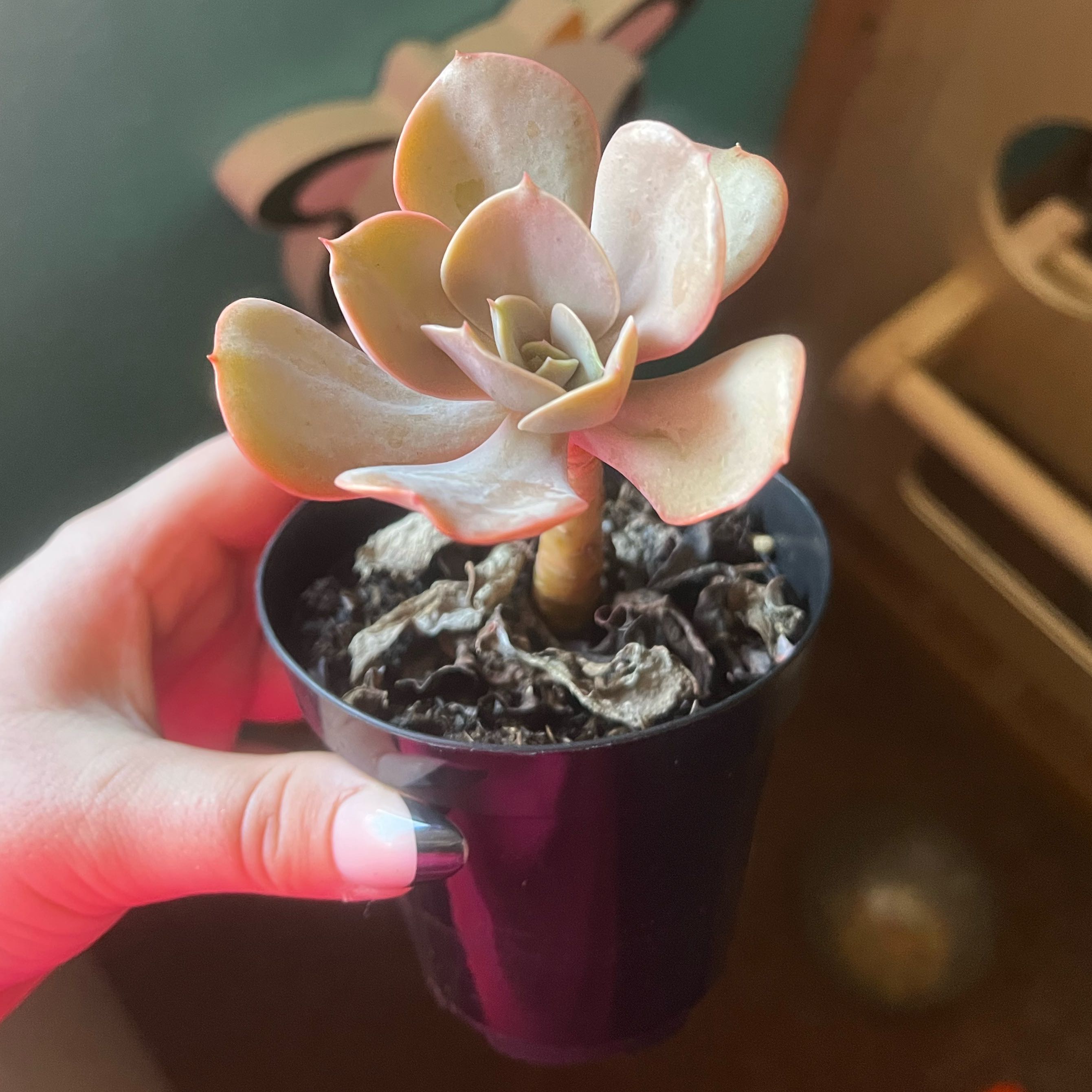 Photo of the plant species Echeveria 'Xanthe Rose' by @WiredGrapeivy57 named Miley on Greg, the plant care app