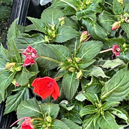 Photo of the plant species Cuphea impatientifolia by @PeerlessFicus named Sanders on Greg, the plant care app