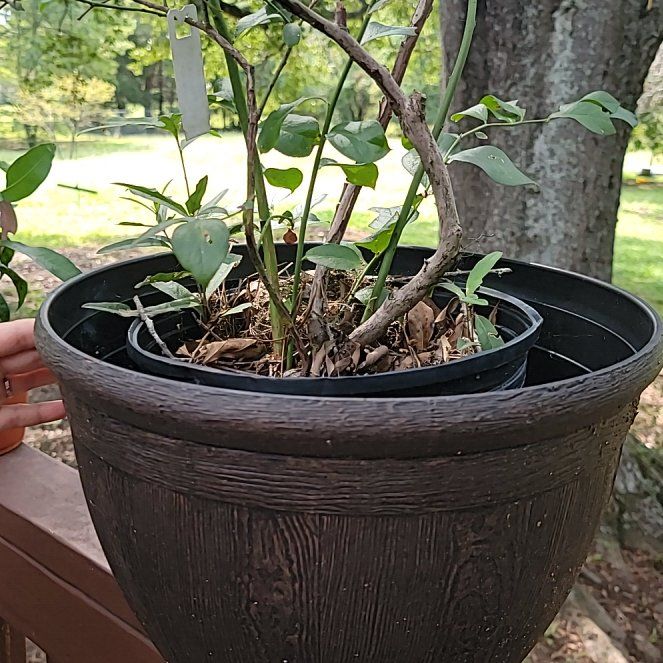 Photo of the plant species Blueberry by @MajorSilktree86 named Homer on Greg, the plant care app