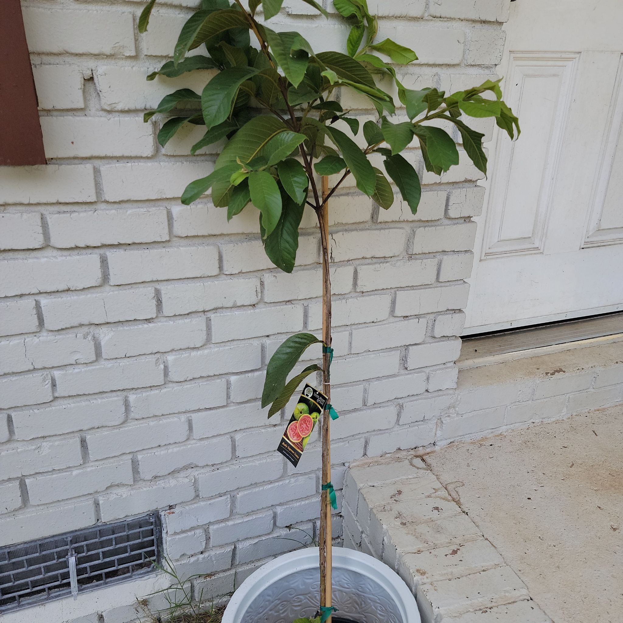 Photo of the plant species Ruby Supreme Guava by @MajorSilktree86 named Marilyn on Greg, the plant care app